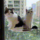 Cama suspensa de janela SkyCat | O descanso com vista do seu gato