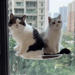Cama suspensa de janela SkyCat | O descanso com vista do seu gato
